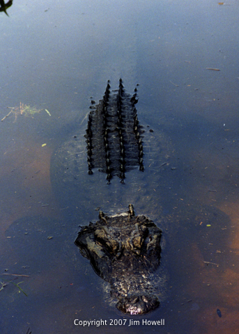 gator