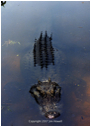 gator